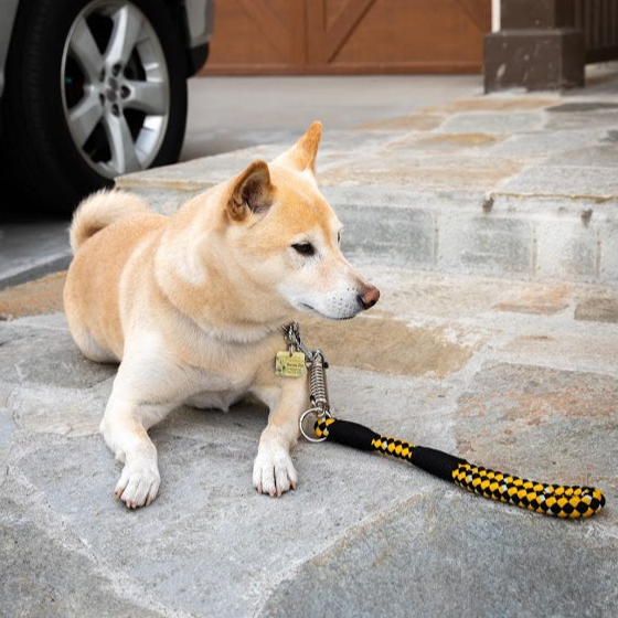Tug Control Leash with Reflectors & Shock Absorber